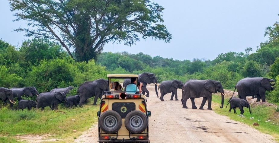 gamedriveatqueenelizabethnationalpark
